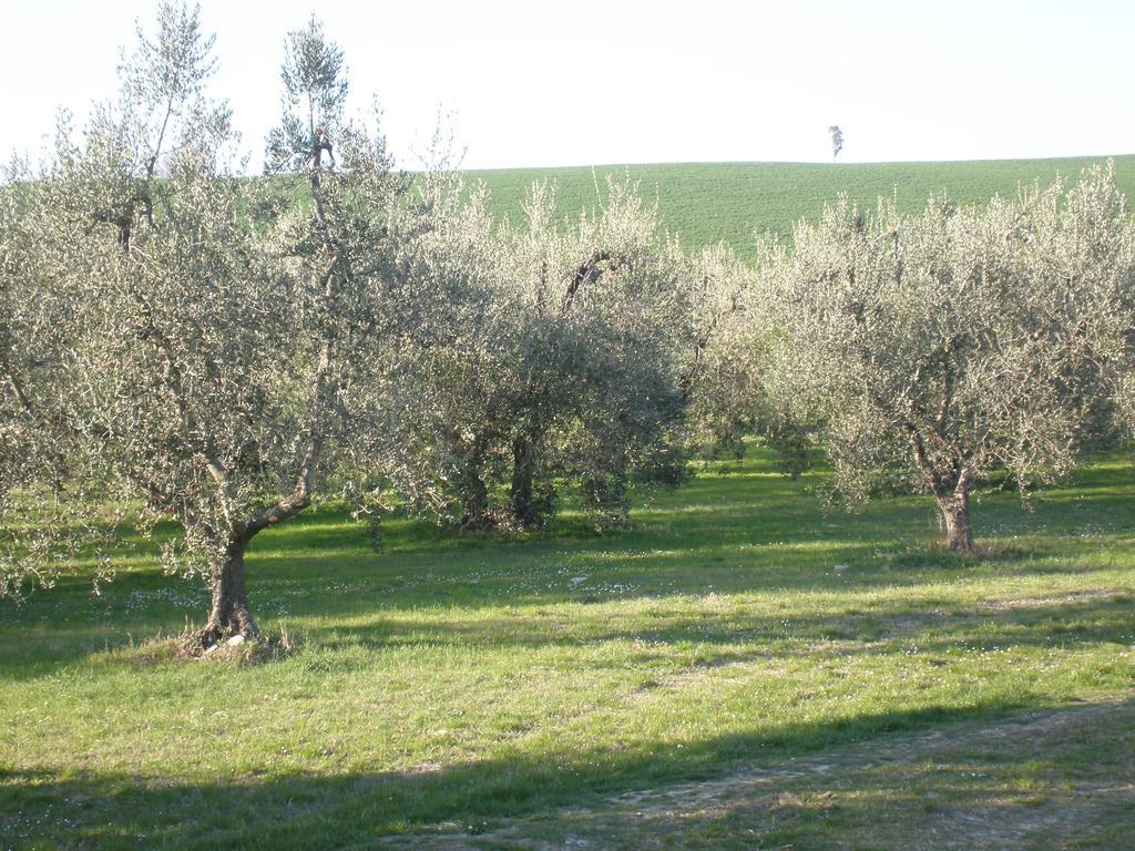 La Gozzetta